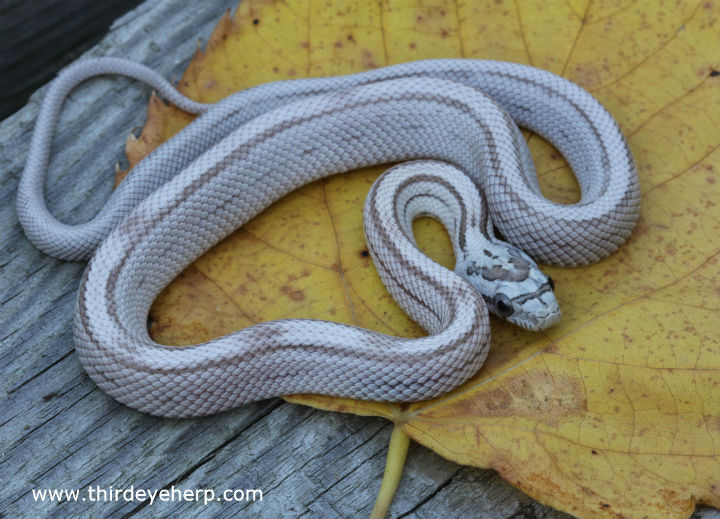 Striped Ghost Corn Snake